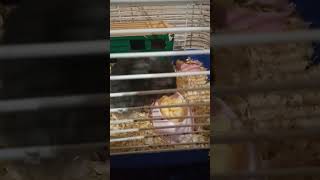 Хомяк ест яблоко #хомяк #hamster #грызуны #питомцы #животные #милашки #2022 #shorts #shortsvideo