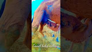 Camel baby milking حلب اطفال الجمل ||desert Thar || #camels #camelsofdesert #desertanimals #thar