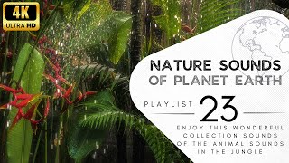 2 hours of pleasant natural sounds - animals in the jungle.