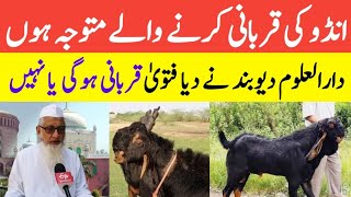 Andu Bakra Ki Qurbani Jaiz Hai Ya Nahi || Andu Bakra Ki Qurbani Karna Kaisa Hai