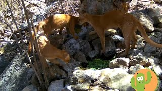 A farra dos Jaguarundis no nosso bebedouro