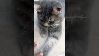 #kucinglucu #imut #kucing #meong #cat