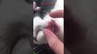 Funny cat videos 🤣📷 #cat #catlover #funnycat #shortvideo #shortsfeed #shorts EPISODE 3404