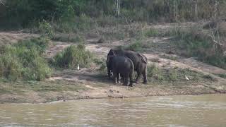 Wild Elephants at shower in the Kui Buri National Park Thailand