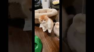 Baby Cats - Cute and Funny Cat Videos #cat#tiktok#shorts (12)