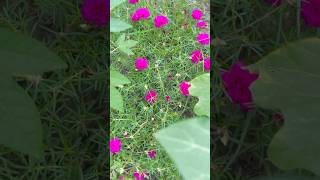 #garden #plants #greenscreen #nature #reels #pink #flowers #gardening #cute #rose #moss #পর্তুলিকা