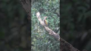 #woodpecker #indecisive during #scorching #heat #birds #birdslife #birding #backyardwildlife #4k