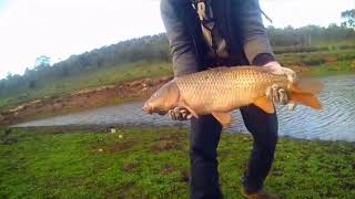 Adelaide carp and redfin compilation