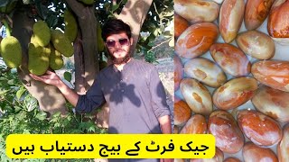 Jack Fruit Seeds Available | Grow Jack Fruit From seed | Rare Garden