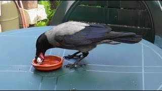 Krähe bekommt ein Wachtelei und frische Hühnerherzen