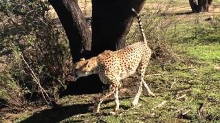 Namibia - My Walk with a Cheetah