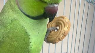 Time for Biscuits #talkingparrot #petbird #parrot #ringneckparrot #cute #greenparrot