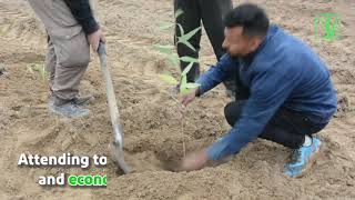 Environmental steps of Sugarcane and By-products Development Company, Planting 4,000,000 seedlings