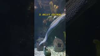 Cantik Tapi Mematikan, no 3 Belut moray bukan listrik #shorts #short #faktaunik #sejarah #fyp