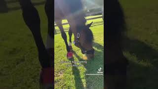 Funny horse TikTok! 🐴