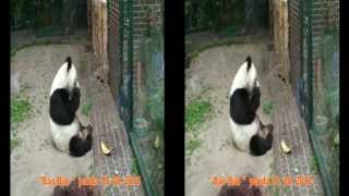 3D  2D ZOO panda Bao Bao stereoscopic side by side Full HD video 08 10 2012 by Miklós Papp Berlin