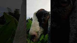 Cutest Goat On Earth 😱 #shorts #fypviral #goatfarming #provincelife #kamangyanvlogs #foryou