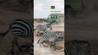 Kenya 🇰🇪 Travel vidéo #kenya #travel #coupedafrique