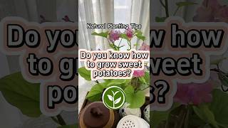 Do you know how to grow sweet potatoes? #shortvideo #plants #youtubeshorts #garden #viralvideo