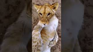 Lion Cub Belly Rubs!