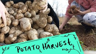 Growing Potatoes Start To Finish Huge Potato Harvest