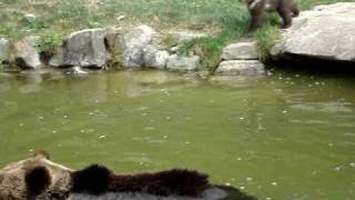 Mummy & Baby Bear @ Wildpark Langenberg