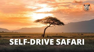 Safari Self Drive | Warthog and Playful Piglets