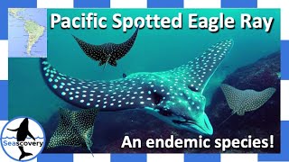 Pacific Spotted Eagle Ray (Aetobatus laticeps). Where does this endemic species live?