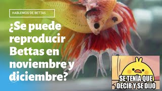 ¿Se puede reproducir Bettas en noviembre y diciembre? Se tenía que decir y se dijo! ATENCION!!!