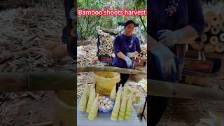 Bamboo shoot easy harvest techniques revealed! A look will be,a knife竹筍輕鬆收成技巧大揭密！一看即會，一刀一節，香味十足，鮮嫩美味