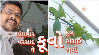 ઘરે ગોલીડા નો વેલો || જોરદાર વરસાદ || કુવા ઊપર થી પાણી જાય