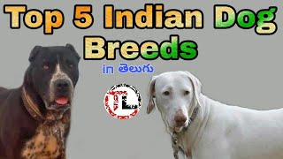 Top 5 Indian dog breeds in telugu | taju logics