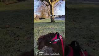 Too many squirrels in the world #spaniel #dogsofinstagram #dog