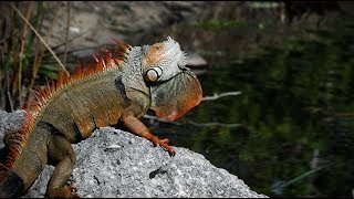 Green Iguanas Escape 02 In Slow Motion