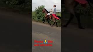 Rajasthani Horse and supar riding 😍🤔#shorts #short #rajisthani #horse