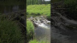 Water over a beaver dam on the South Fork of the Michigan River #river #nature #beavers