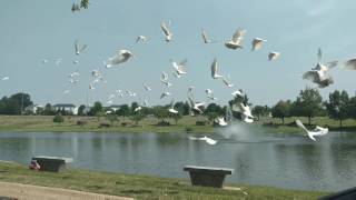 100 Dove Release at Baue St Charles Memorial Gardens