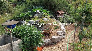 Mon potager sur sol vivant le 9 juillet #permaculture #potager #solvivant