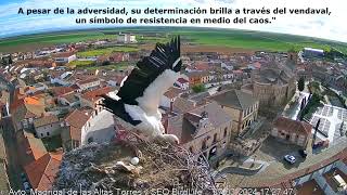 Batalla contra la Naturaleza: El Derrumbe del Nido de la Cigüeña Blanca