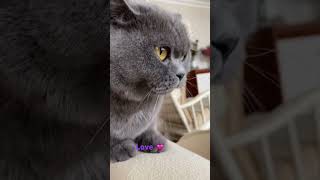 #cats #cat #viralvideo #viralshorts