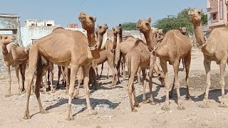 desert camels group