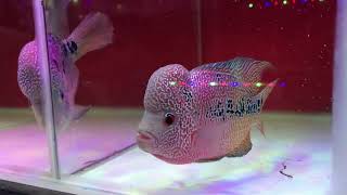 FREE FLOWERHORN FOR SUBSCRIBERS 😱🎁🎉 | kolathur vlog |  #petgiveaway #giveaway #freeflowerhorn