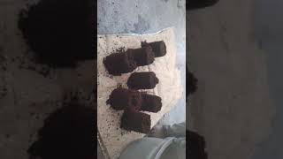 coco peat black volume checking video