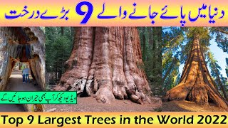 Top 9 Largest Trees in the world | tallest tree | widest tree | biggest trees | thickest | #infoghar