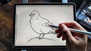 How to draw Canary bird - Easy Drawing Tutorial