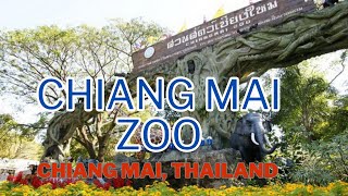 [4K 60fps] ANIMAL SHOW CHIANG MAI ZOO WALKING TOUR #walkingtour #chiangmai #thailand