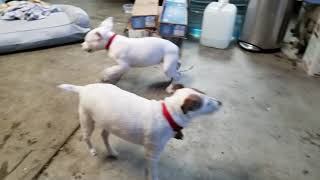 Brian the Dogo bothers Chochee the Parson Terrier