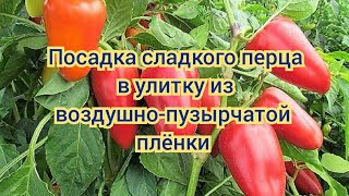 Посадка сладкого перца 'Красная шапочка' в улитку из воздушно-пузырчатой плёнки. Перец без пикировки