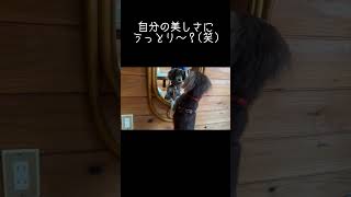 鏡に映る自分に大満足な犬🐶✨