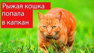 Рыжая кошка попала  в капкан.